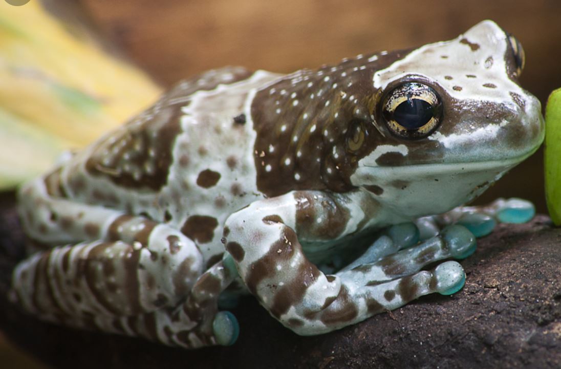 Amazon Milk Frog For Sale,